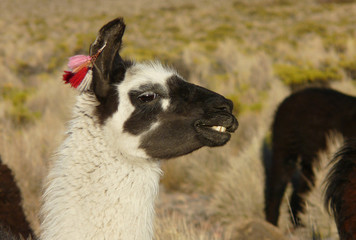 lama © brugrand