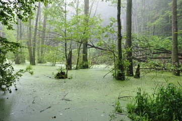 Insel Rügen - Moor im Nationalpark Jasmund