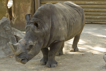 Fototapeta premium White Rhinoceros