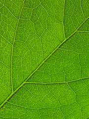 Fototapeta na wymiar Zielony liść tekstury