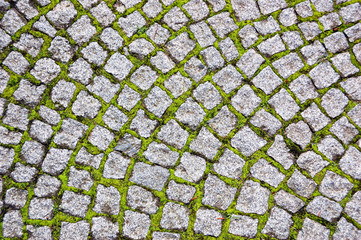 Cobblestone pavement with moss growing between stones