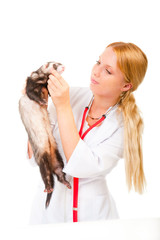 Young eterinarian examines a patient ferret