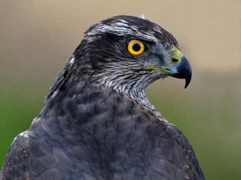 Azor