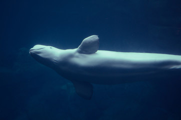 Beluga Whale © SeanPavonePhoto