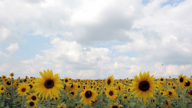 sunflowers time-laps