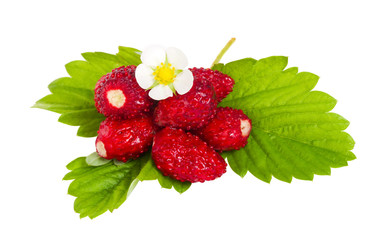 wild strawberries with flower and leaves