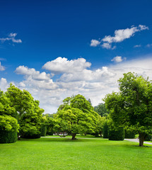 beautiful park trees over blue sky. formal garden - obrazy, fototapety, plakaty