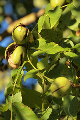 Reife Walnüsse am Baum