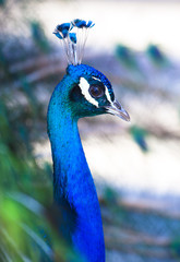 Fototapeta premium Colorful Peacock in Full Feather.