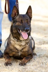 German Shepherd in a Down Stay