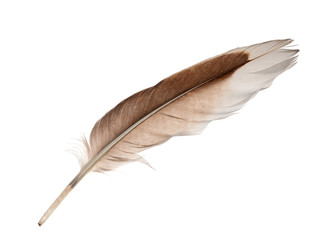 white and brown goose feather