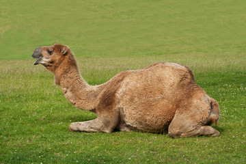 camel resting in grassy area