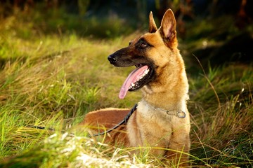 Belgian Malinois Portrait