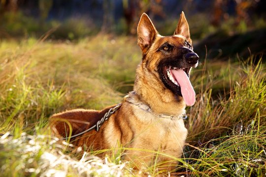 Portrait of a Malinois