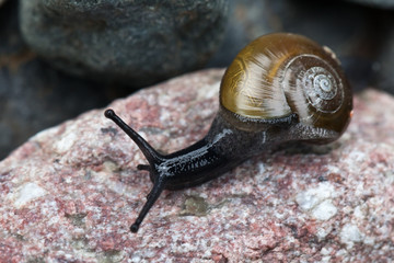 Snail closeup
