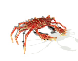 Meerestier Krabbe in super Nahaufnahme