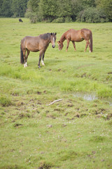 Fototapeta na wymiar Grazing horses in a meadow