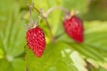 Wild strawberries