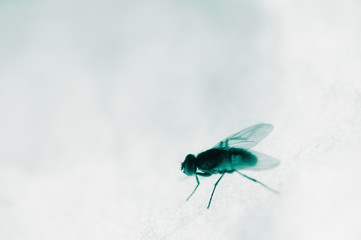 Close-up of a fly