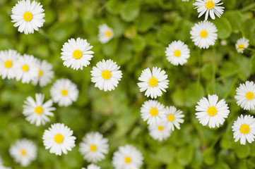 Fototapeta premium Top View of white flowers
