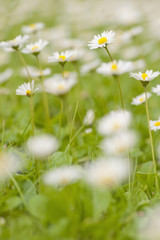 Close-up of flowers