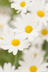 Fototapeta premium Close-up of flowers