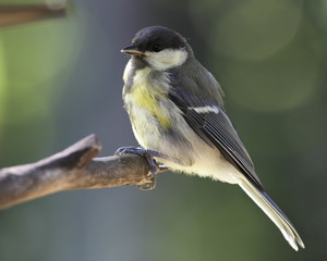 Fototapeta premium Great tit portrait close up