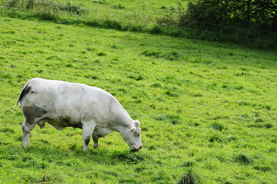 Charolais-Rinder auf der Weide