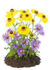 Bush of yellow and violet autumn flowers
