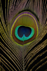 Obraz premium Pfauenfeder03-schwarz