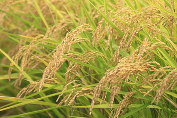 稲穂