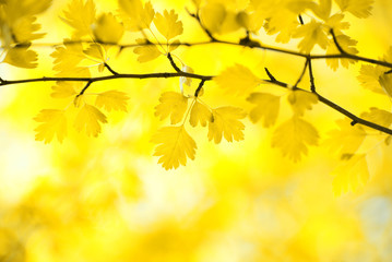 Obraz premium autumn leaves