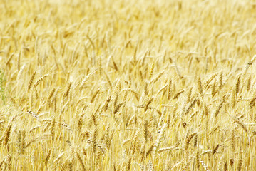 wheat
