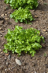 Salades