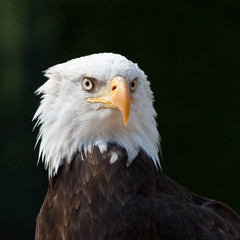 Fototapeta premium American eagle