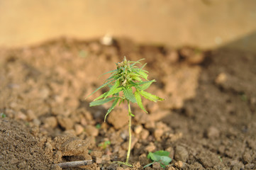 plant de cannabis