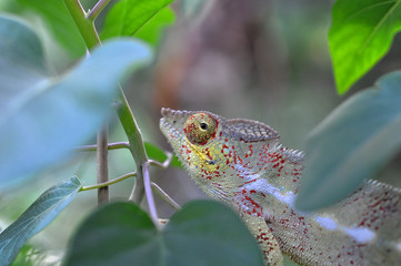 Caméléon