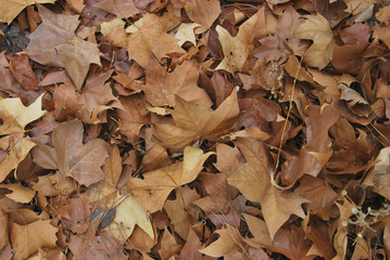Autumn fallen leaves background