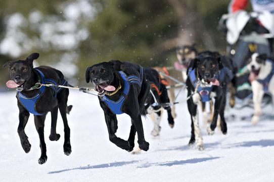 Perros corriendo en la nieve