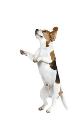 beagle debout sur les pattes arrières - danse