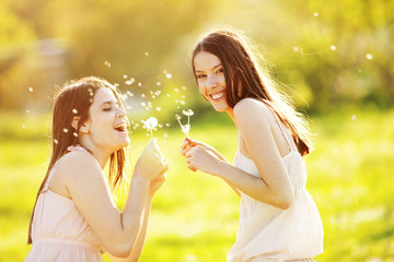 Fototapeta premium Dandelions