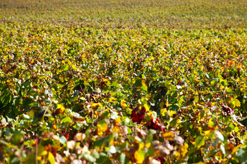 Obraz premium paysage viticole