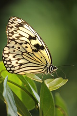 オオゴマダラチョウ