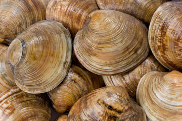 Cedar Key Clams