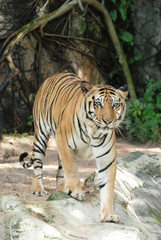 adult Sumatran tiger
