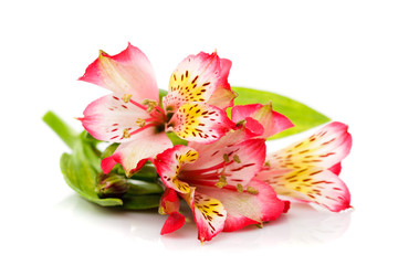 Alstroemeria isolated