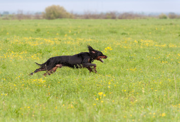 setter