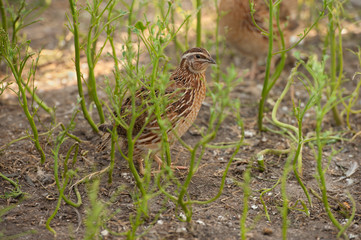 quail