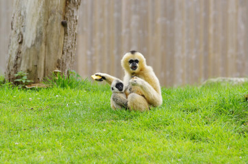 Gibbon àjoues blanches et son petit