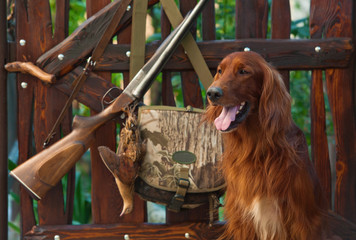 Gun dog near to shot-gun and trophy, outdoors